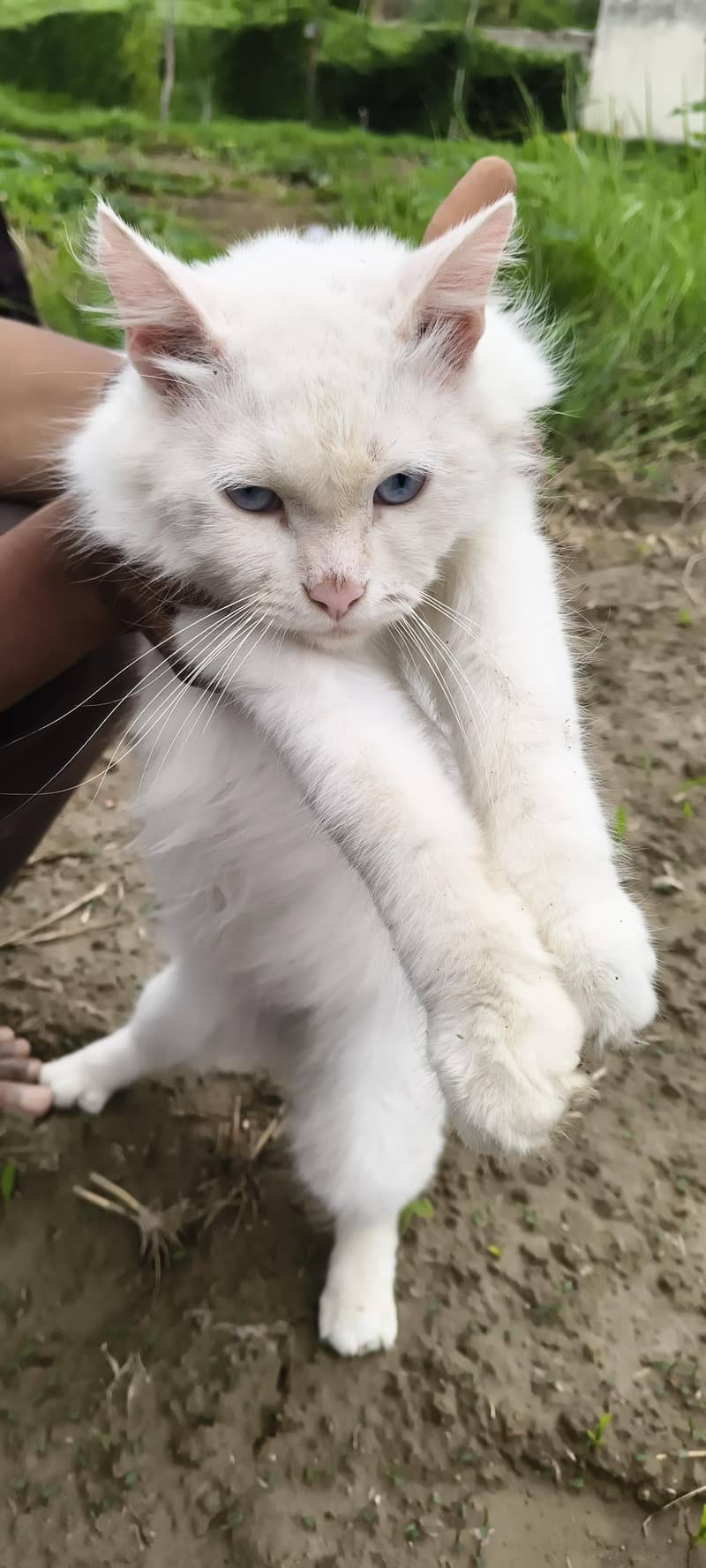 Persian 0