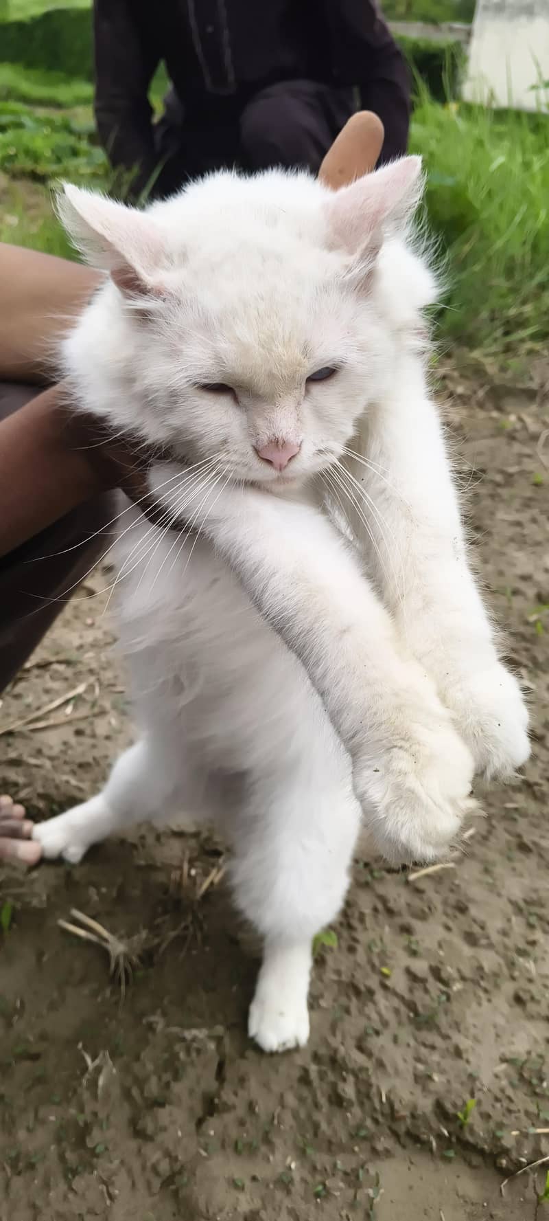 Persian 1