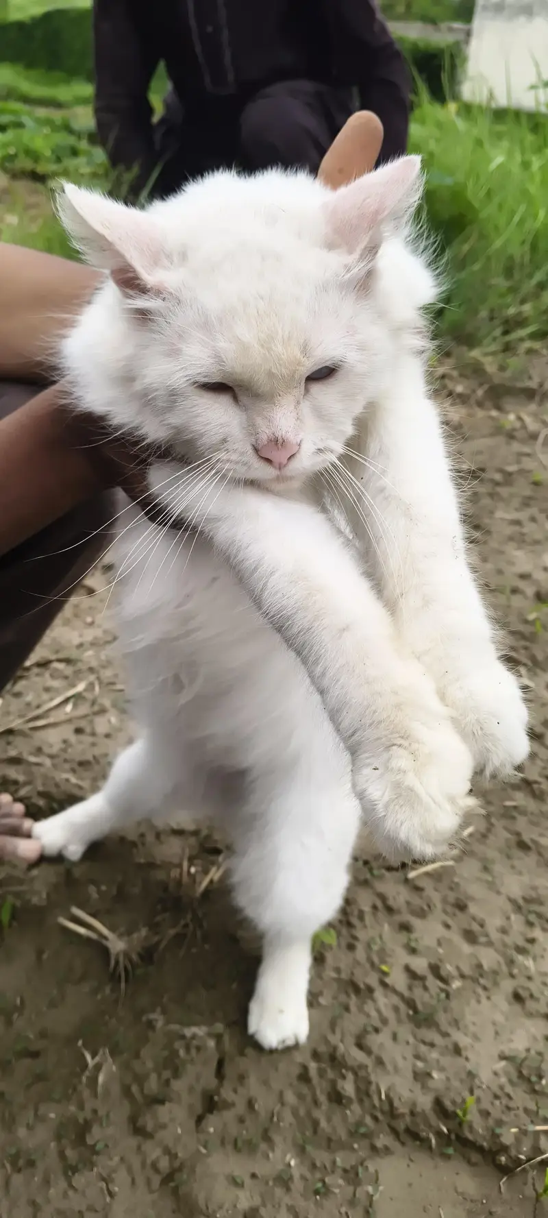 Persian — photo 2