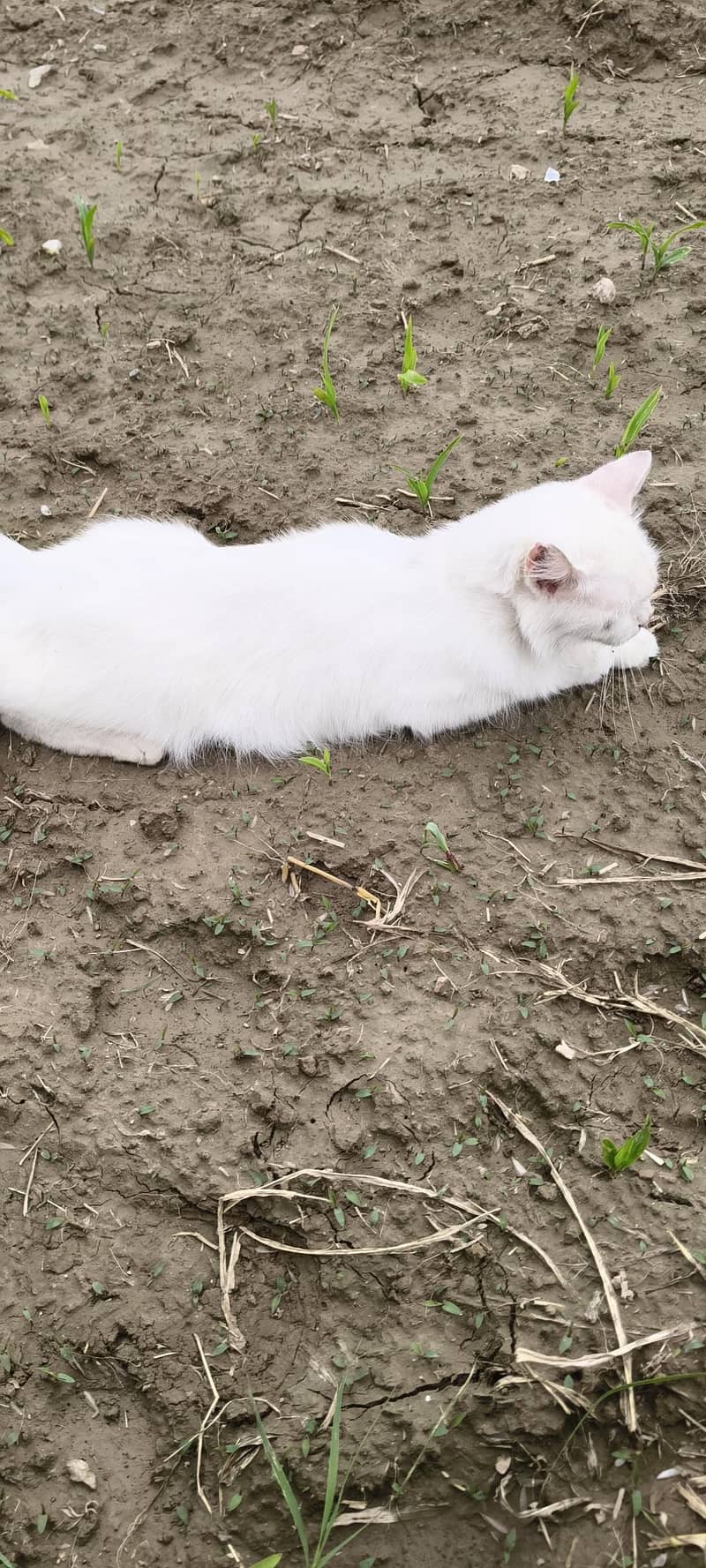 Persian 4