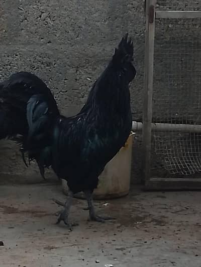 black ciks ha 4 mogy 4 moge