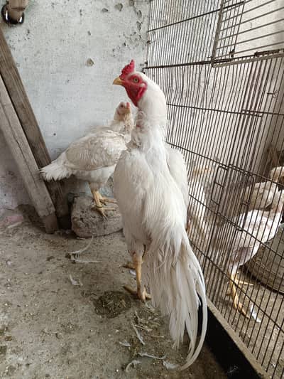paper white piar