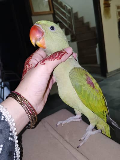 Hand tamed Raw Parrot 