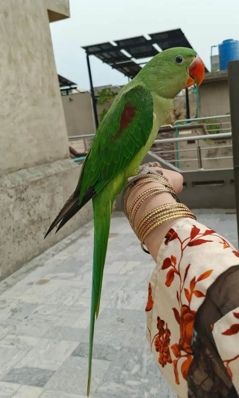 Hand tamed Raw Parrot — photo 2