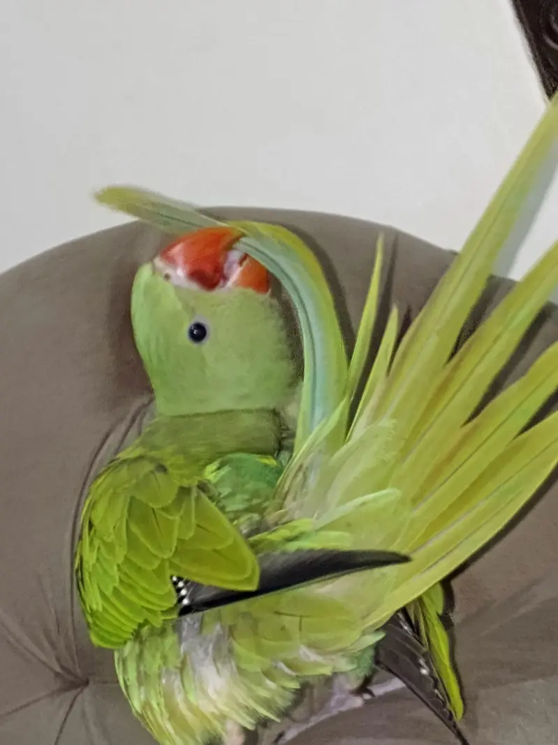 Hand tamed Raw Parrot — photo 3