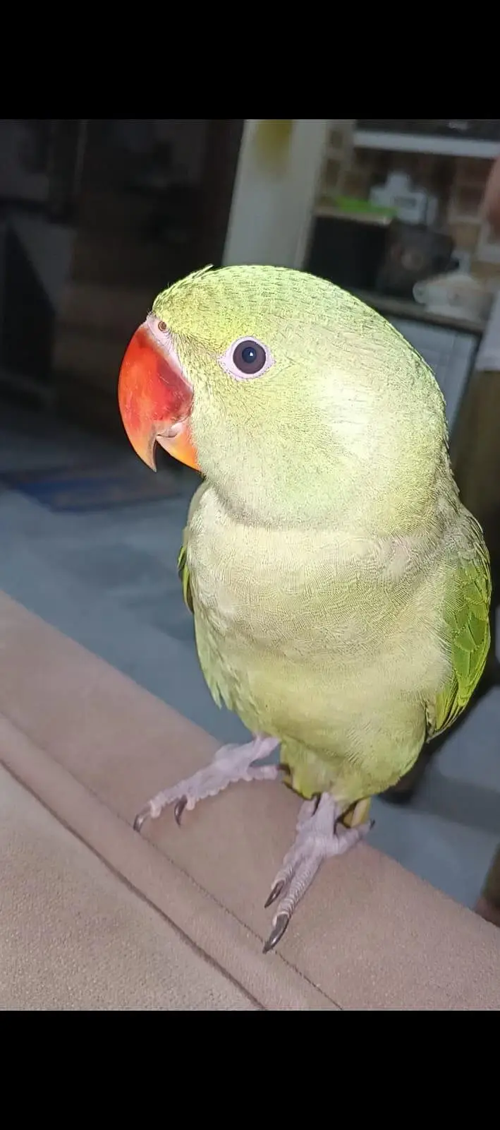 Hand tamed Raw Parrot — photo 4