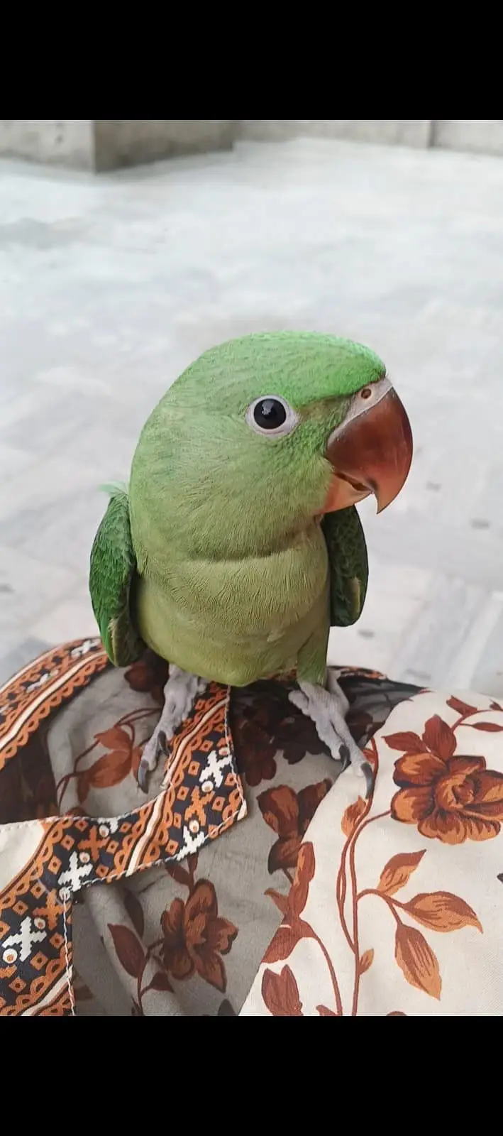 Hand tamed Raw Parrot — photo 5