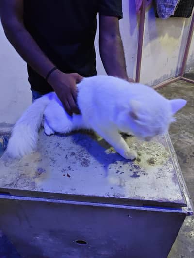 cat for sale