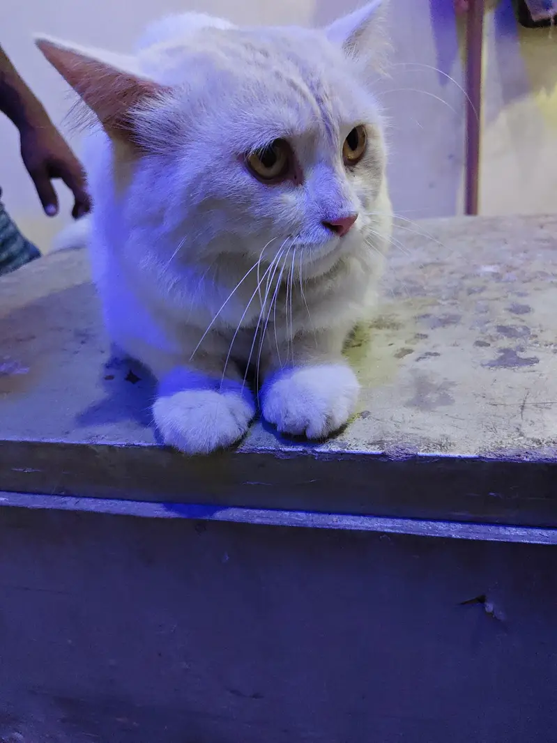 cat for sale — photo 2