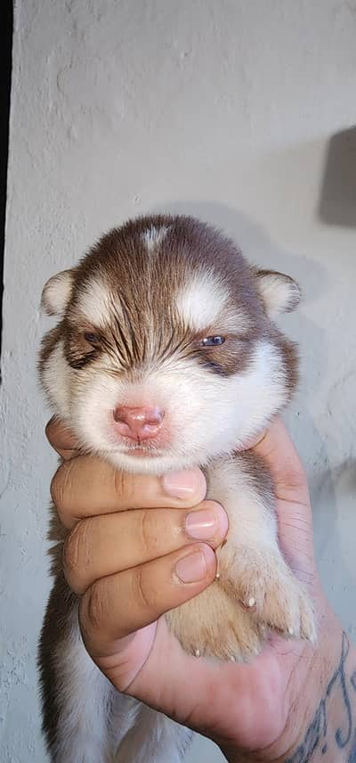 Siberian Husky Puppies for Sale | 2 Male & 2 Female | Lahore Cantt