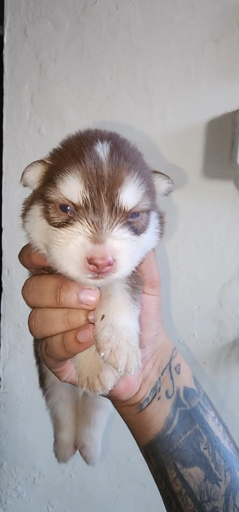 Siberian Husky Puppies for Sale | 2 Male & 2 Female | Lahore Cantt — photo 2