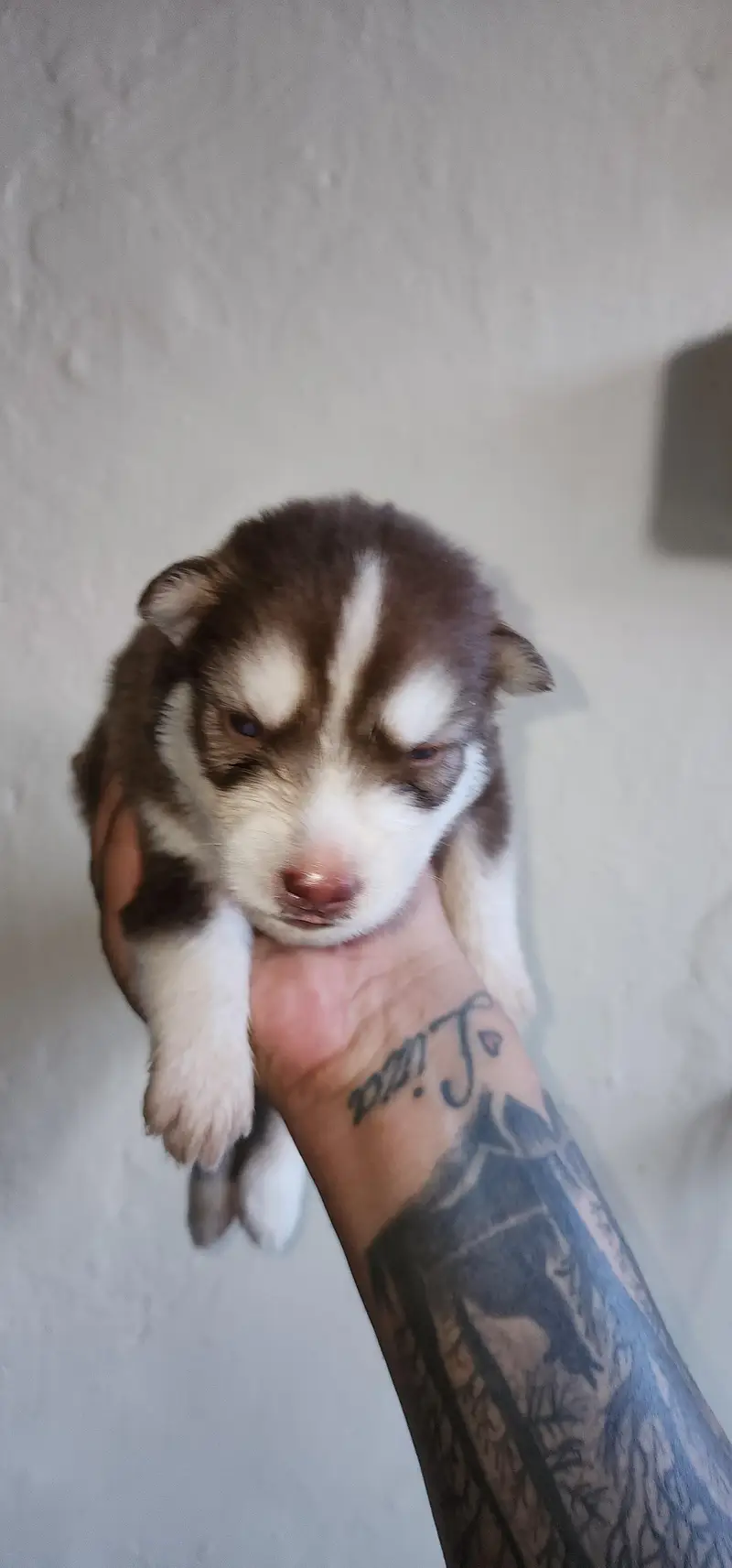 Siberian Husky Puppies for Sale | 2 Male & 2 Female | Lahore Cantt — photo 3