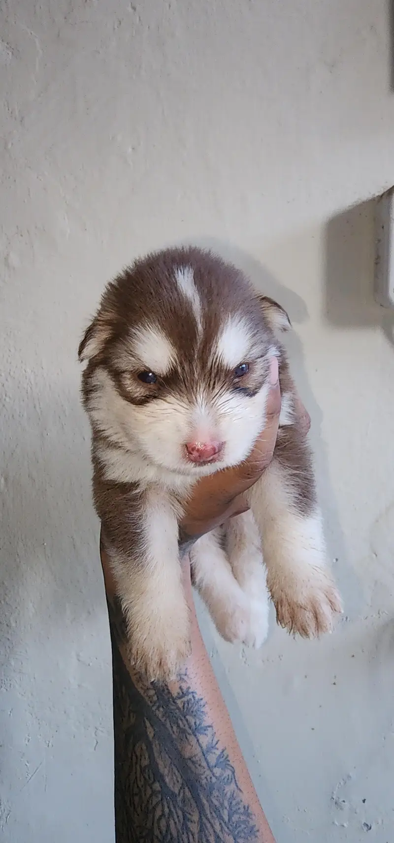 Siberian Husky Puppies for Sale | 2 Male & 2 Female | Lahore Cantt — photo 4