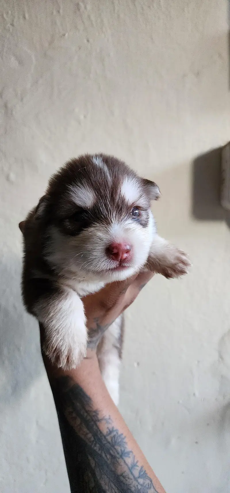 Siberian Husky Puppies for Sale | 2 Male & 2 Female | Lahore Cantt — photo 5