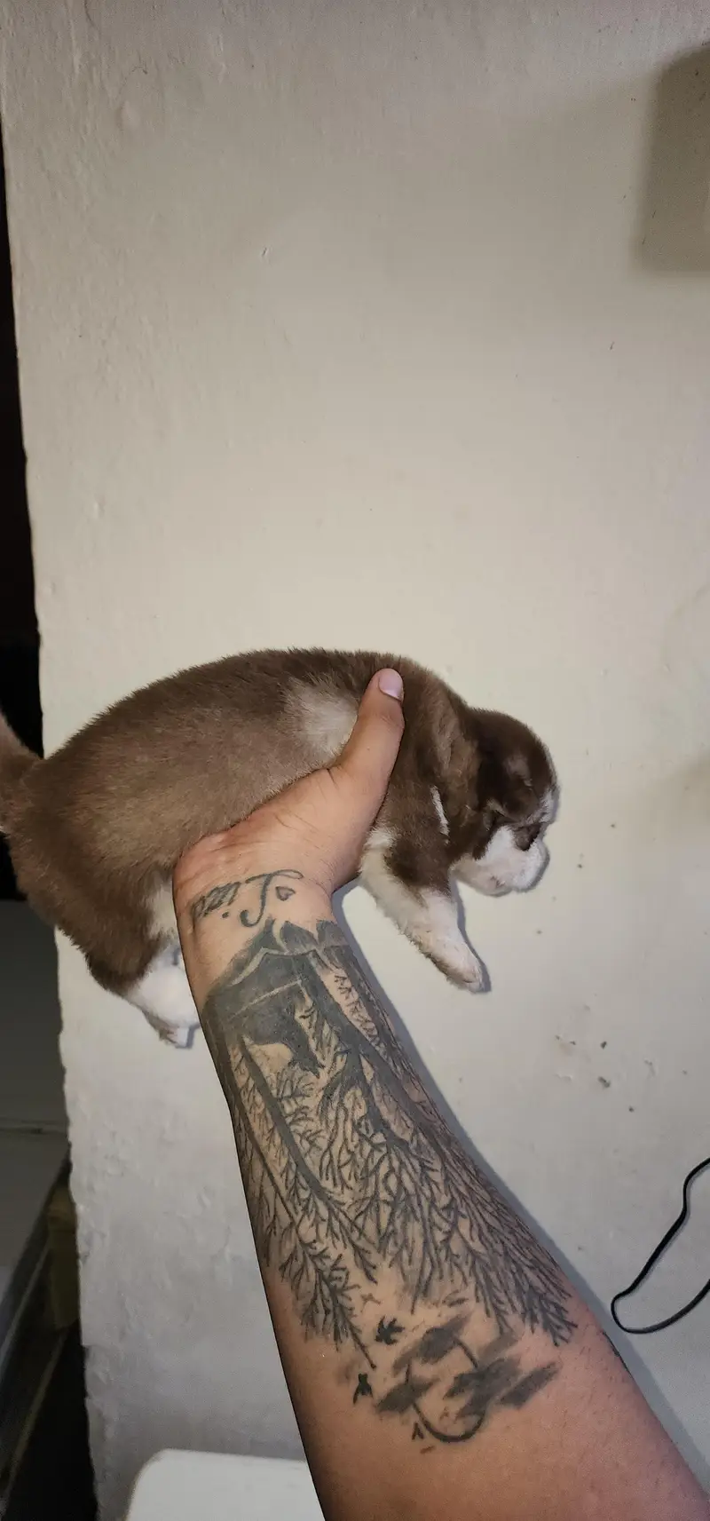 Siberian Husky Puppies for Sale | 2 Male & 2 Female | Lahore Cantt — photo 6