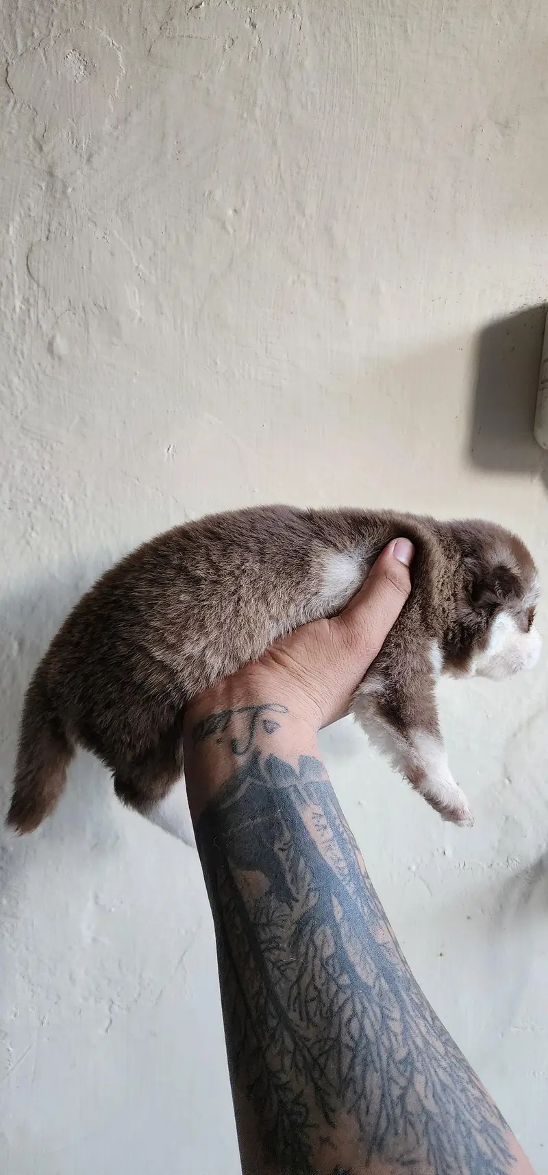 Siberian Husky Puppies for Sale | 2 Male & 2 Female | Lahore Cantt — photo 7
