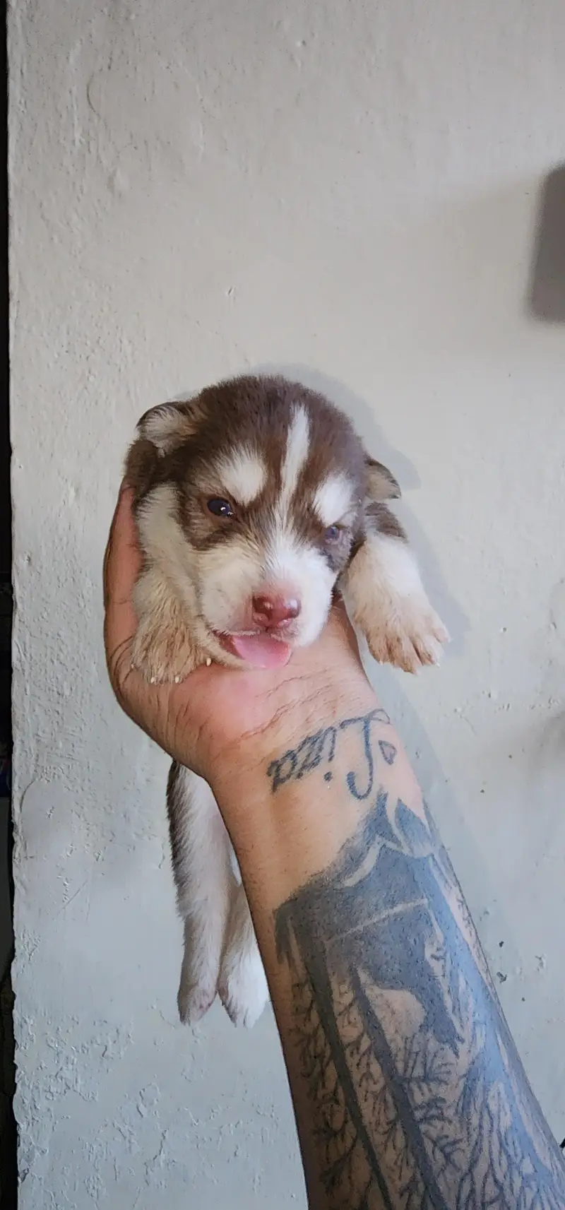 Siberian Husky Puppies for Sale | 2 Male & 2 Female | Lahore Cantt — photo 8