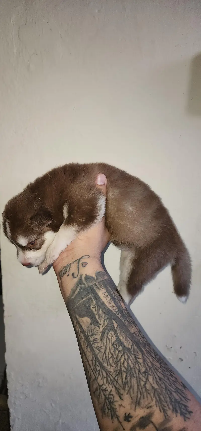 Siberian Husky Puppies for Sale | 2 Male & 2 Female | Lahore Cantt — photo 9