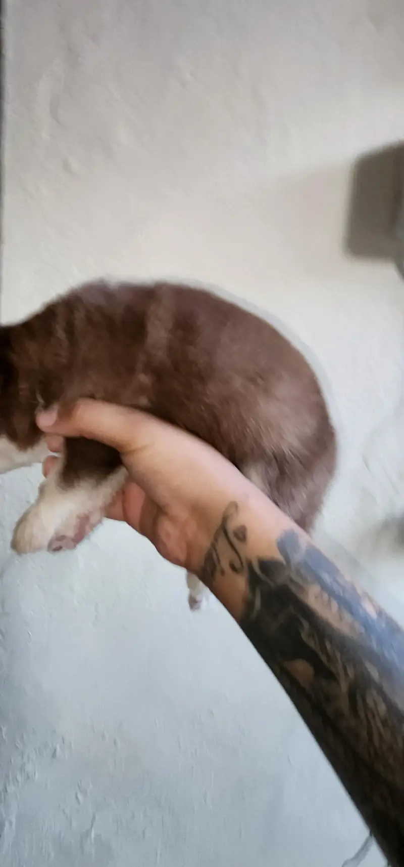 Siberian Husky Puppies for Sale | 2 Male & 2 Female | Lahore Cantt — photo 10