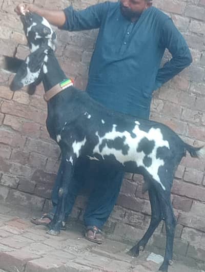 Beetal Dabi Gabn Bakri sale