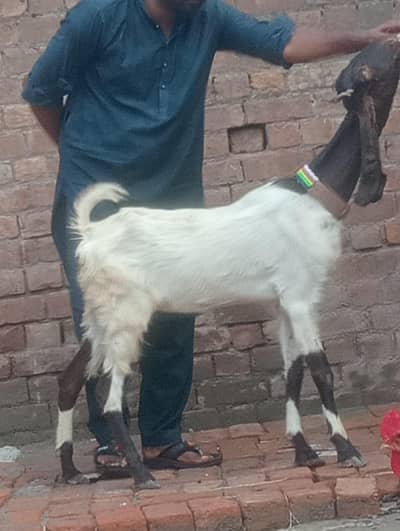 Desi Gabn path sale