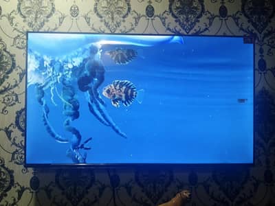 TCL android led tv 43 inch