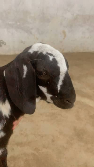 Goat male and female pure teddy breed