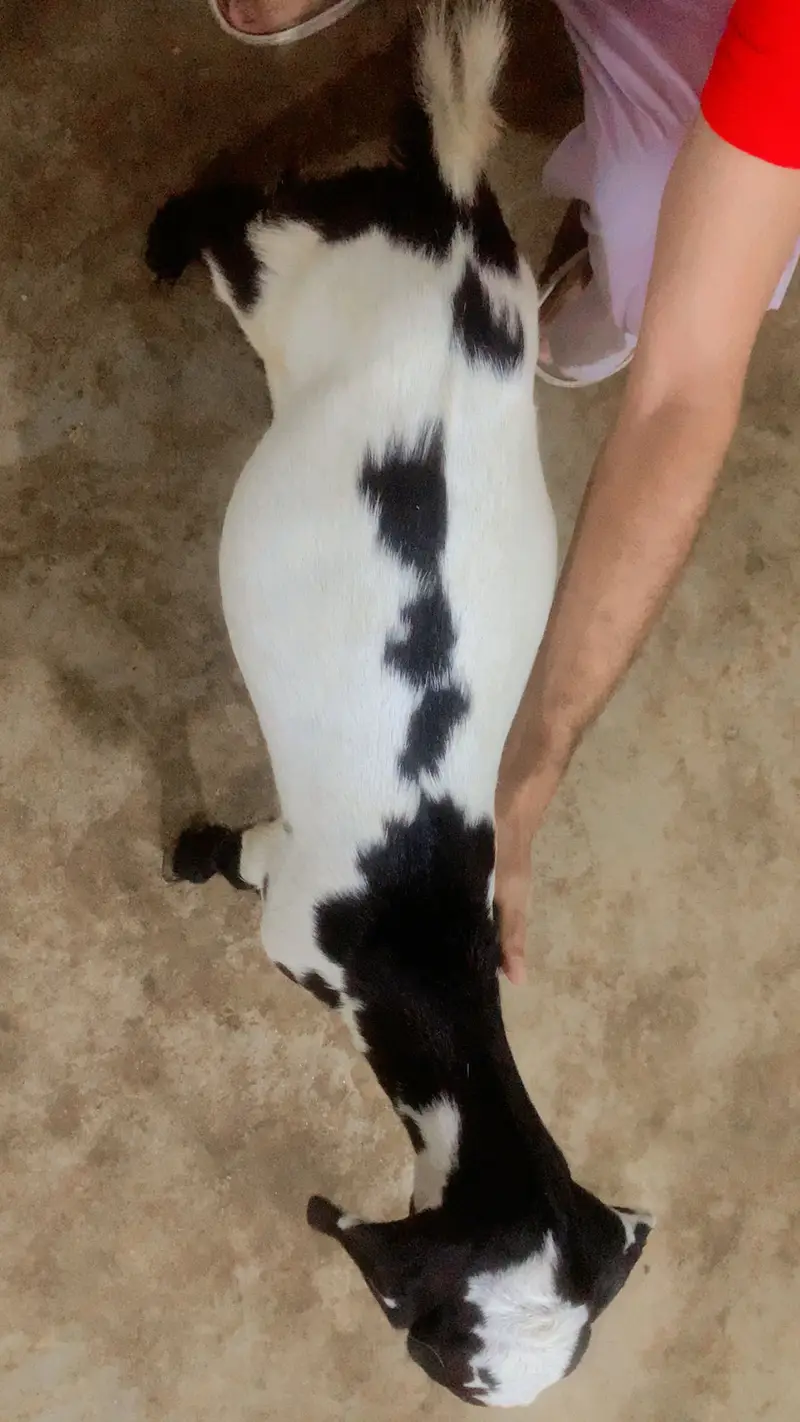Goat male and female pure teddy breed — photo 2