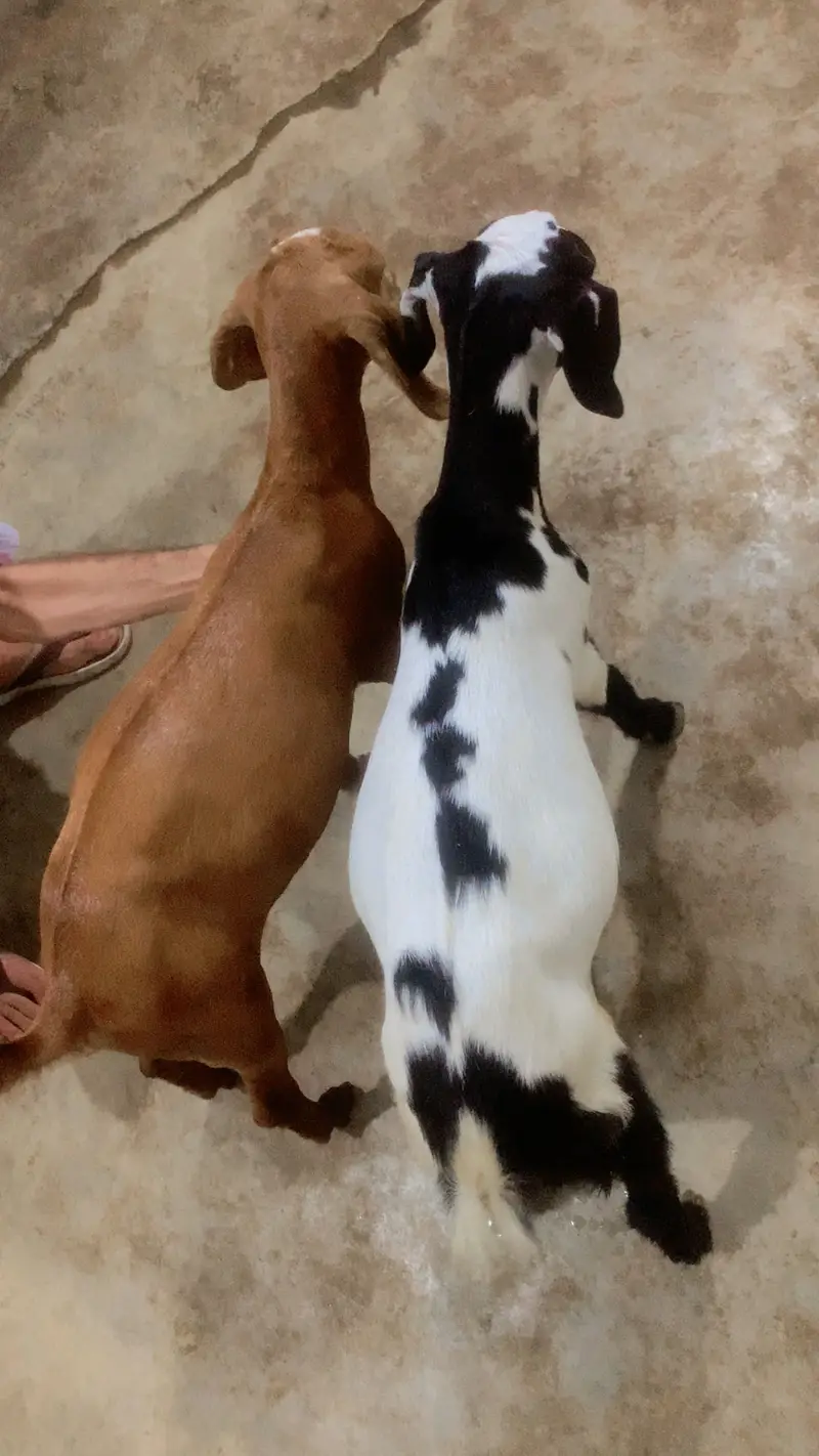 Goat male and female pure teddy breed — photo 3