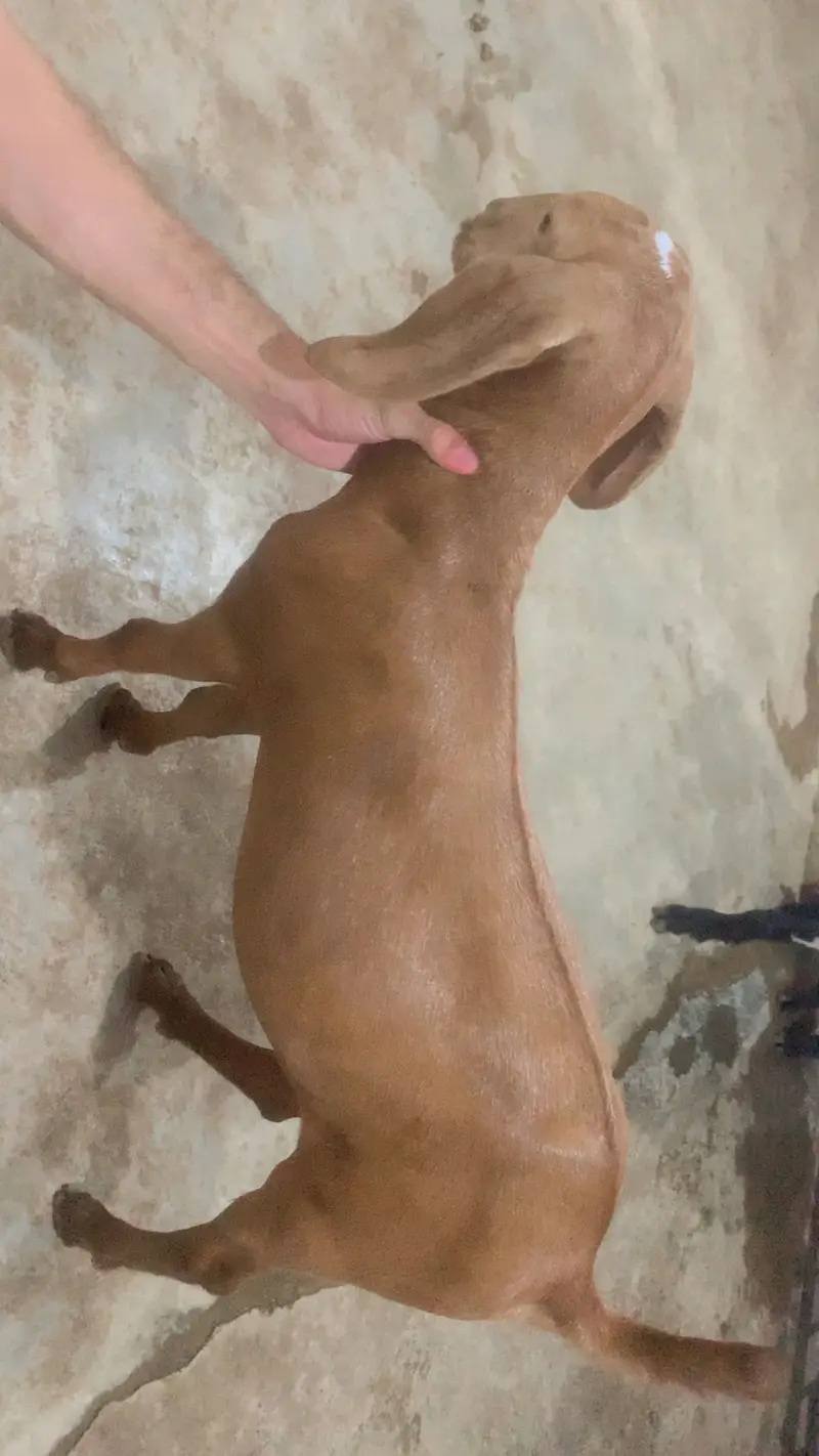 Goat male and female pure teddy breed — photo 4