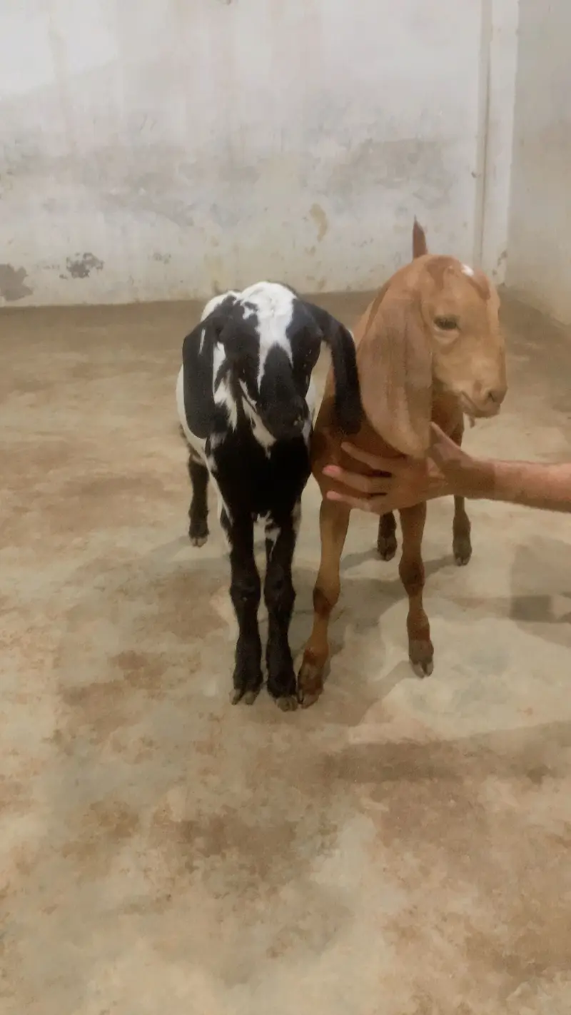 Goat male and female pure teddy breed — photo 5