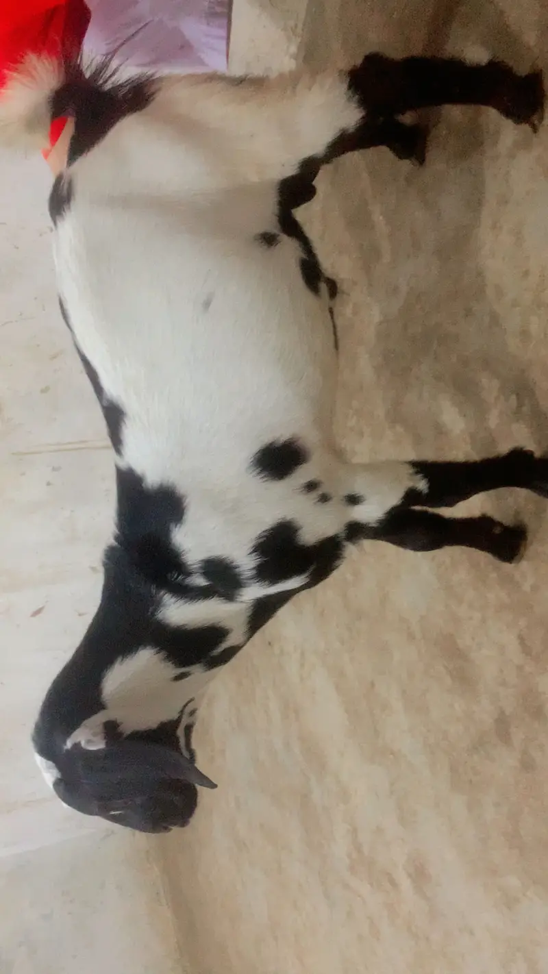 Goat male and female pure teddy breed — photo 6