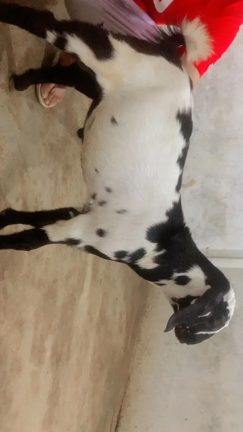 Goat male and female pure teddy breed — photo 7