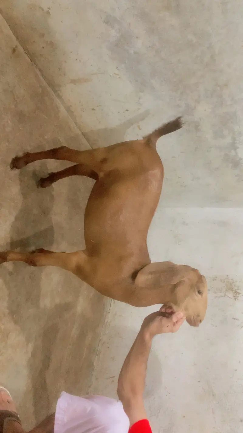 Goat male and female pure teddy breed — photo 8