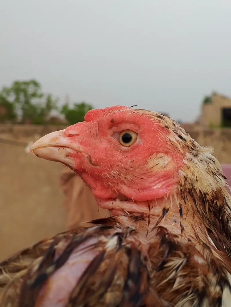 CHEENI MADI and CHEENA and JAWA CHICKS — photo 2