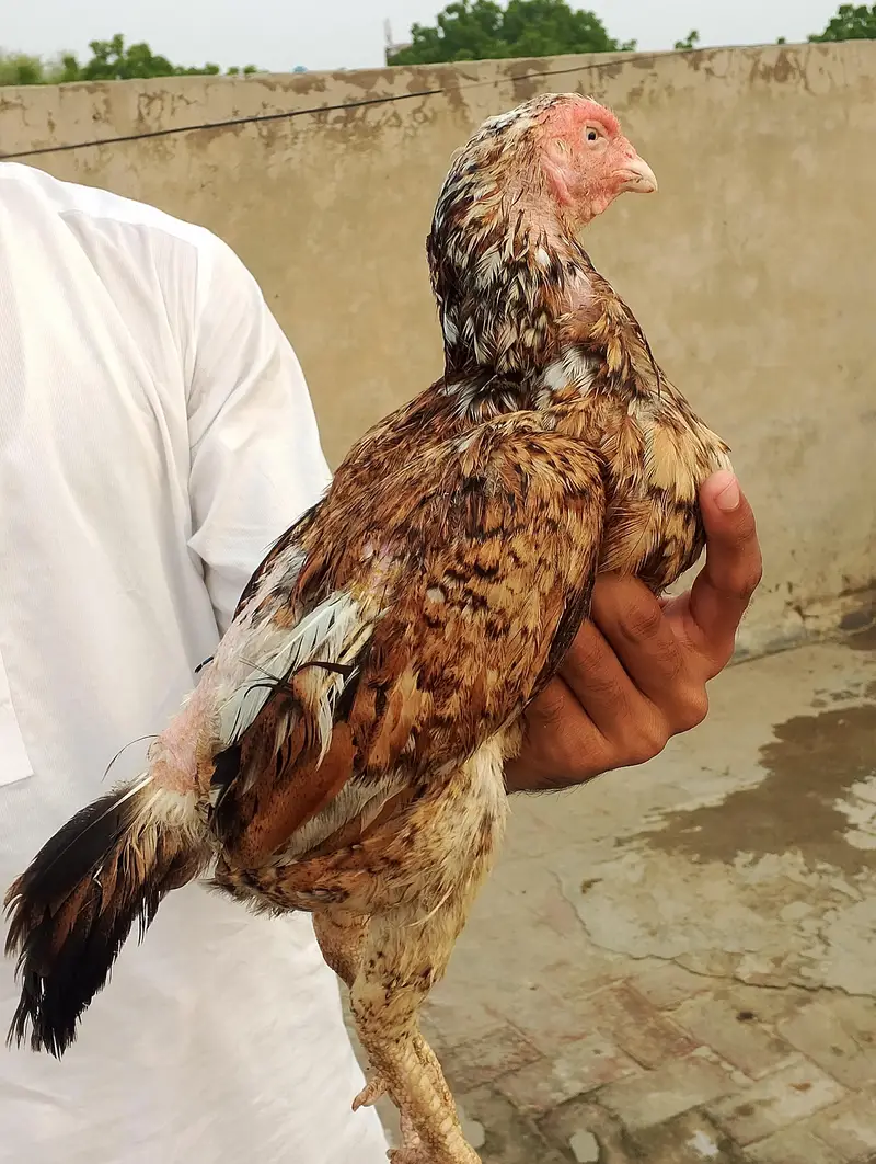 CHEENI MADI and CHEENA and JAWA CHICKS — photo 5