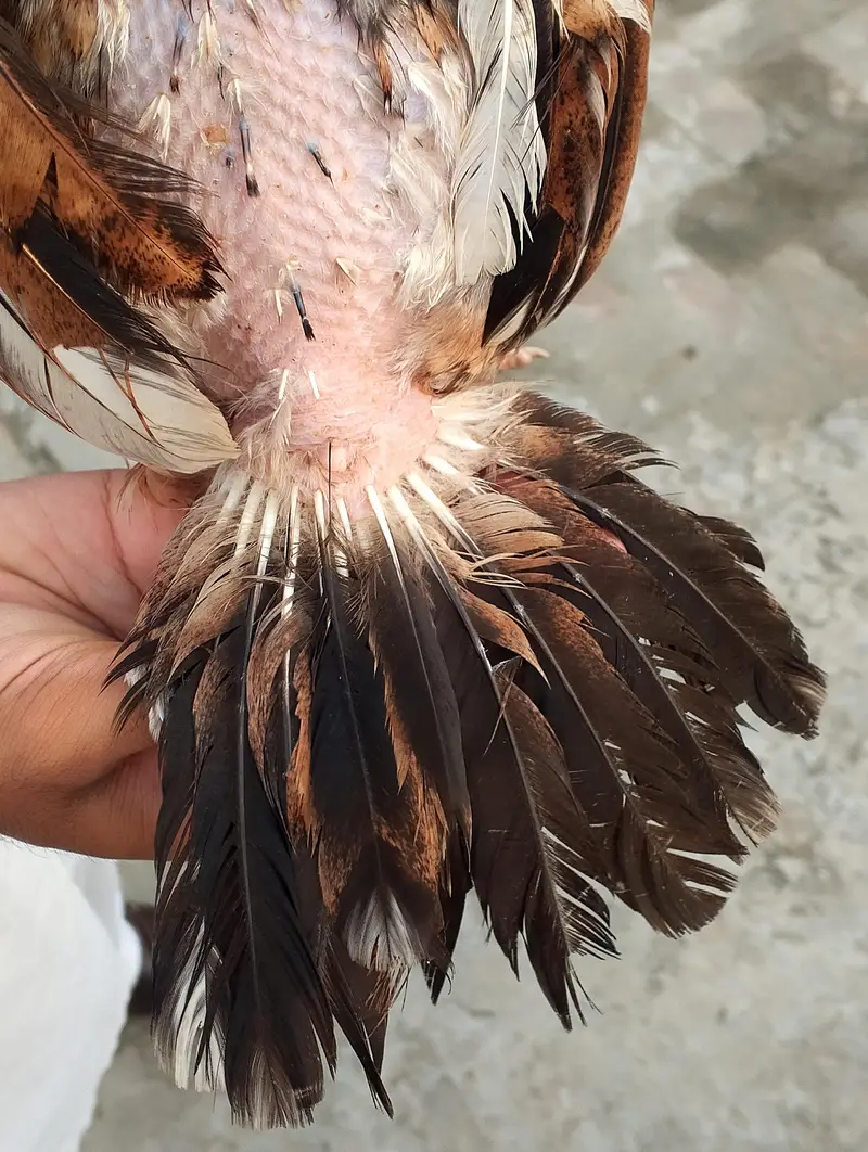 CHEENI MADI and CHEENA and JAWA CHICKS — photo 6