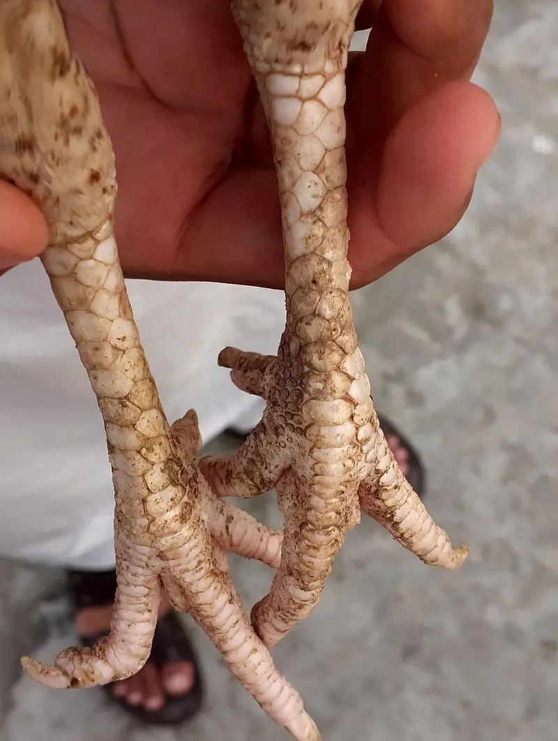 CHEENI MADI and CHEENA and JAWA CHICKS — photo 7