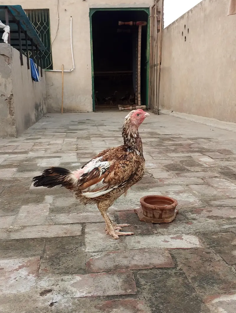 CHEENI MADI and CHEENA and JAWA CHICKS — photo 8