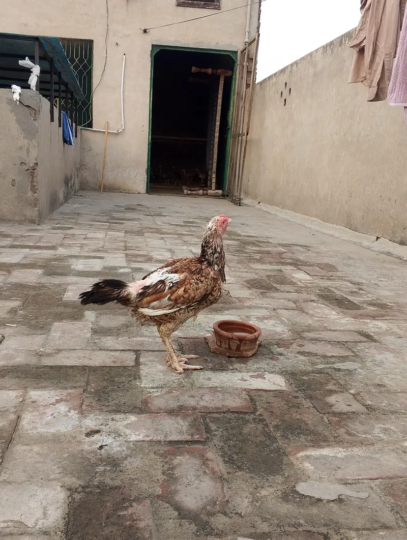 CHEENI MADI and CHEENA and JAWA CHICKS — photo 9