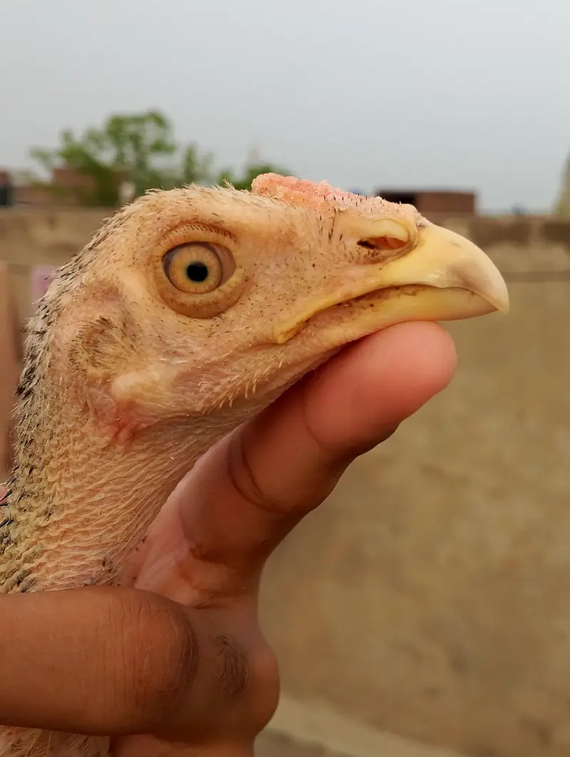 CHEENI MADI and CHEENA and JAWA CHICKS — photo 10