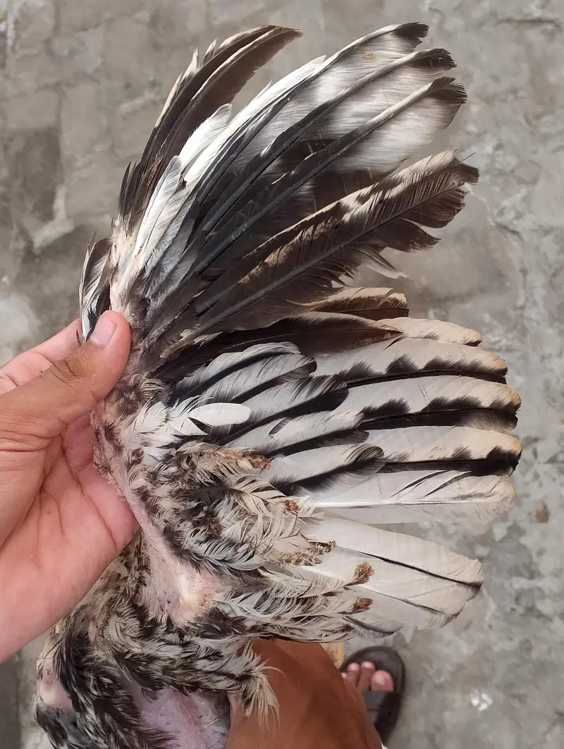 CHEENI MADI and CHEENA and JAWA CHICKS — photo 11