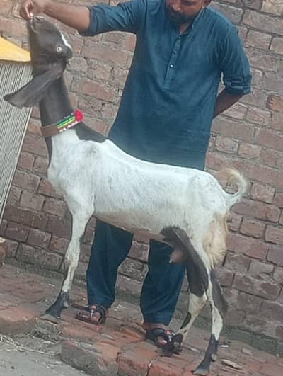Desi Gabn path sale