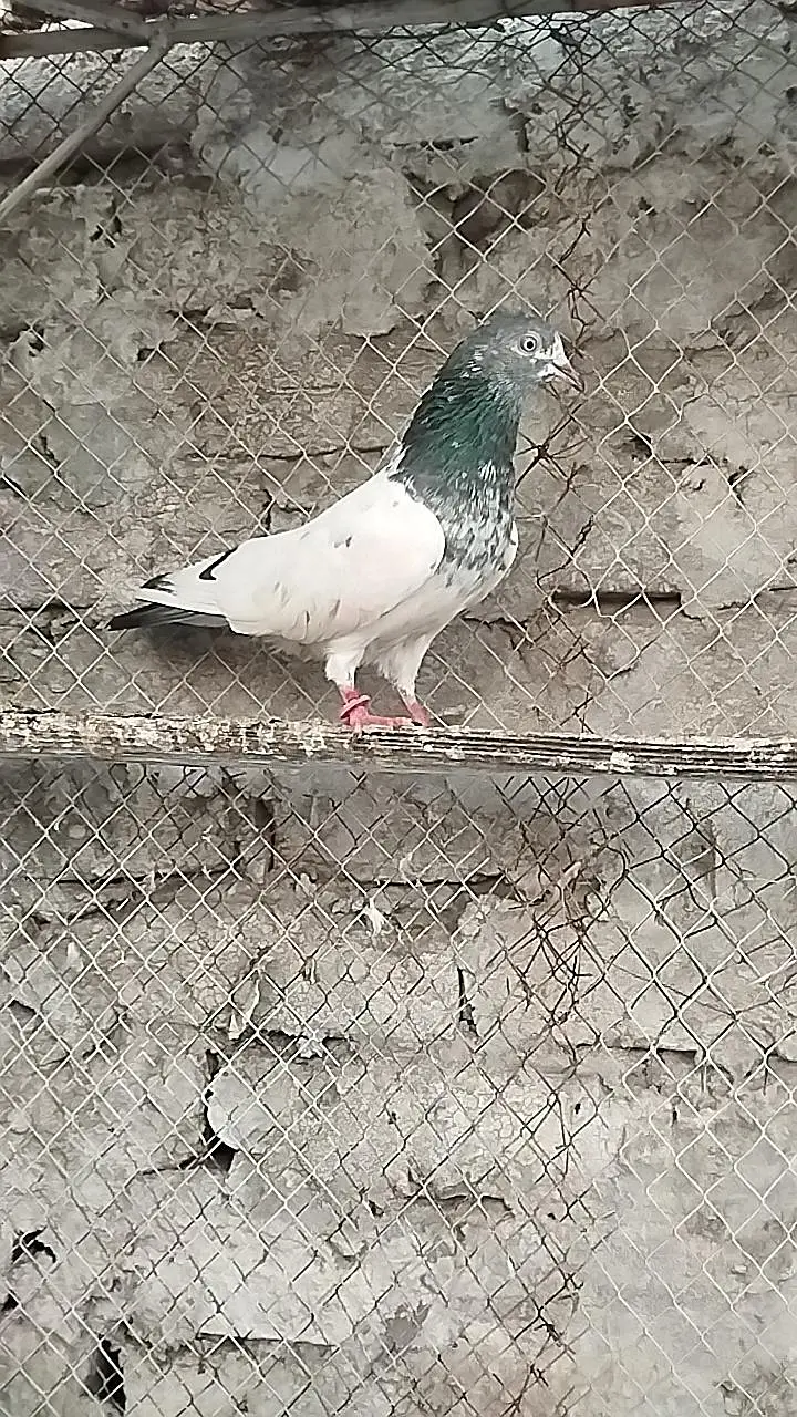 pigeons for sale — photo 4