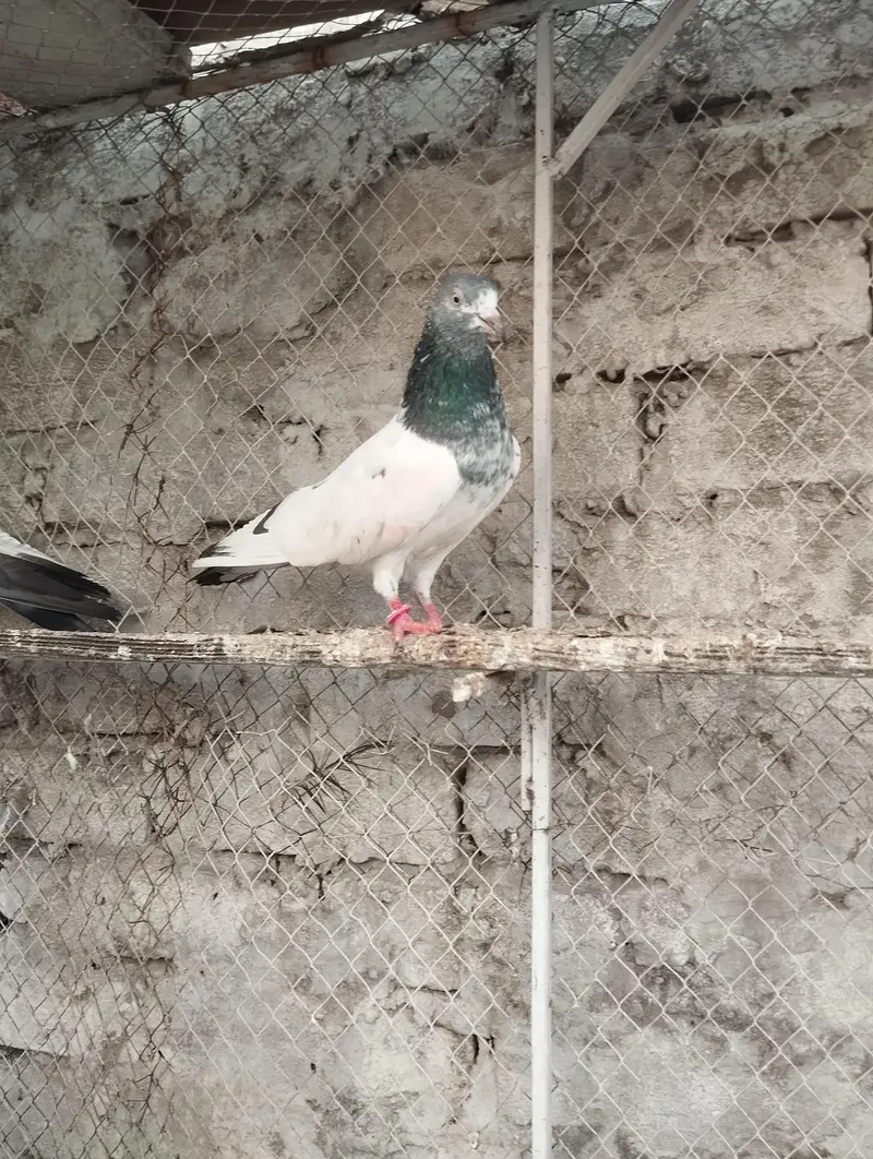 pigeons for sale — photo 6