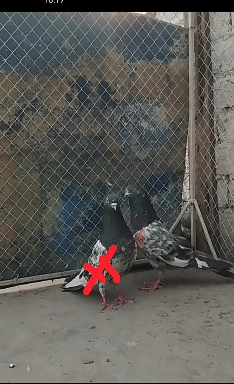 pigeons for sale — photo 7