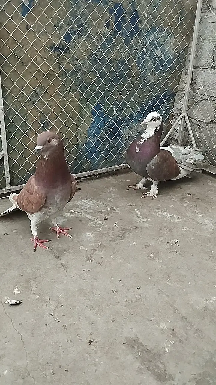 pigeons for sale — photo 8