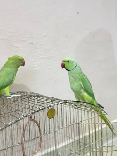 Ring Neck Parrot Pair For Sale