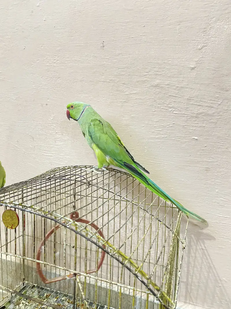 Ring Neck Parrot Pair For Sale — photo 2
