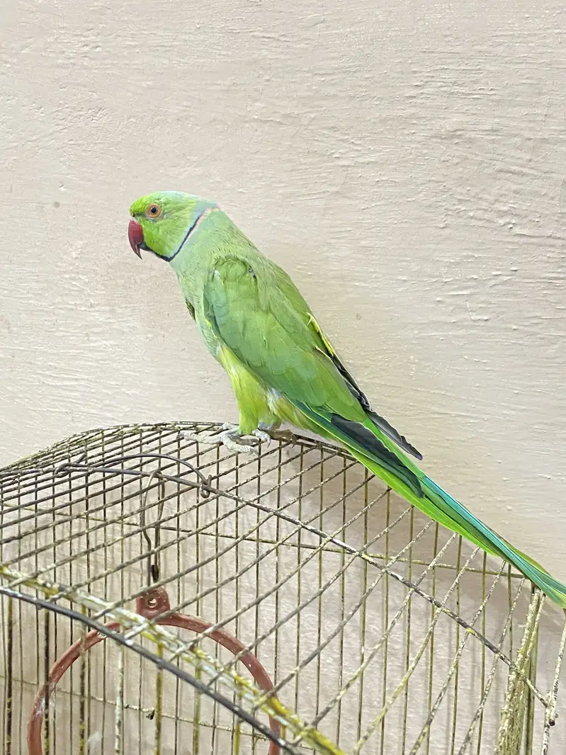Ring Neck Parrot Pair For Sale — photo 3